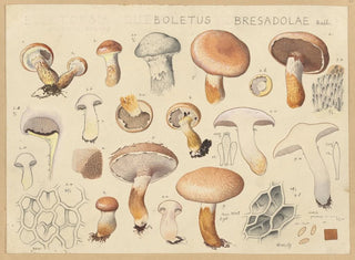Boletus bresadolae - Hans Baldung — Ansicht des Kunstwerks