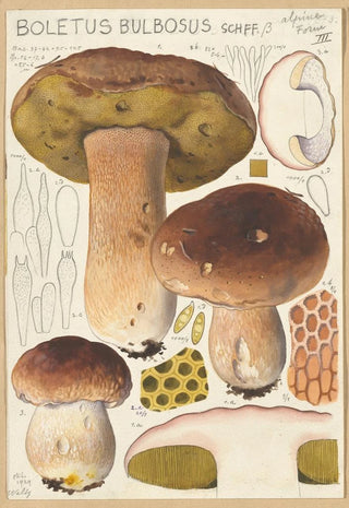 Hans Walty - Boletus bulbosus.webp