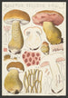 Boletus felleus Bull - Hans Baldung — Ansicht des Kunstwerks