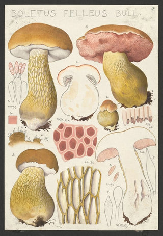 Hans Walty - Boletus felleus Bull.webp
