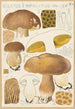 Boletus impolitus - Hans Baldung — Ansicht des Kunstwerks