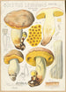 Boletus leoninus - Hans Baldung — Ansicht des Kunstwerks
