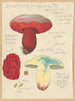 Boletus lupinus - Hans Baldung — Ansicht des Kunstwerks