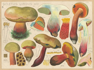 Boletus luridus - Hans Baldung — Ansicht des Kunstwerks