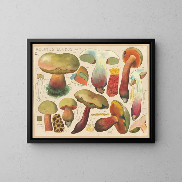 Boletus luridus - Hans Baldung — gerahmtes Bild an der Wand