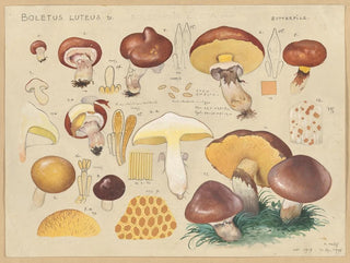 Boletus luteus - Hans Baldung — Ansicht des Kunstwerks