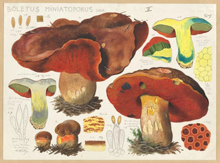 Hans Walty - Boletus miniatoporus Secr.webp