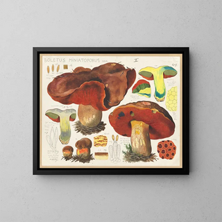 Hans Walty - Boletus miniatoporus Secr.webp