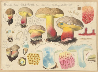 Boletus pachypus - Hans Baldung — Ansicht des Kunstwerks