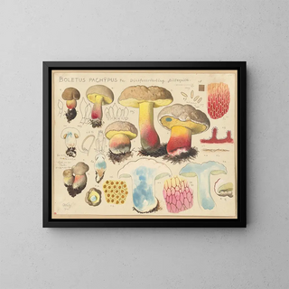 Boletus pachypus - Hans Baldung — gerahmtes Bild an der Wand