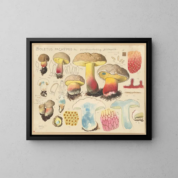 Boletus pachypus - Hans Baldung — gerahmtes Bild an der Wand