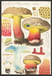 Boletus pachypus Fries - Hans Baldung — Ansicht des Kunstwerks
