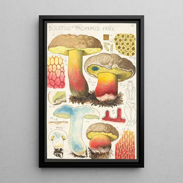 Boletus pachypus Fries - Hans Baldung — gerahmtes Bild an der Wand