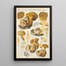 Boletus parasiticus - Hans Baldung — gerahmtes Bild an der Wand