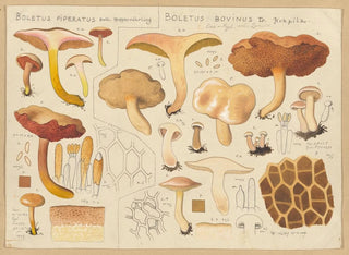 Bolet piperatus Bolet bovinus - Hans Baldung — Ansicht des Kunstwerks
