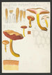 Boletus piperatus Bull - Hans Baldung — Ansicht des Kunstwerks