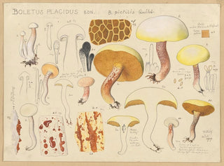 Boletus placidus - Hans Baldung — Ansicht des Kunstwerks