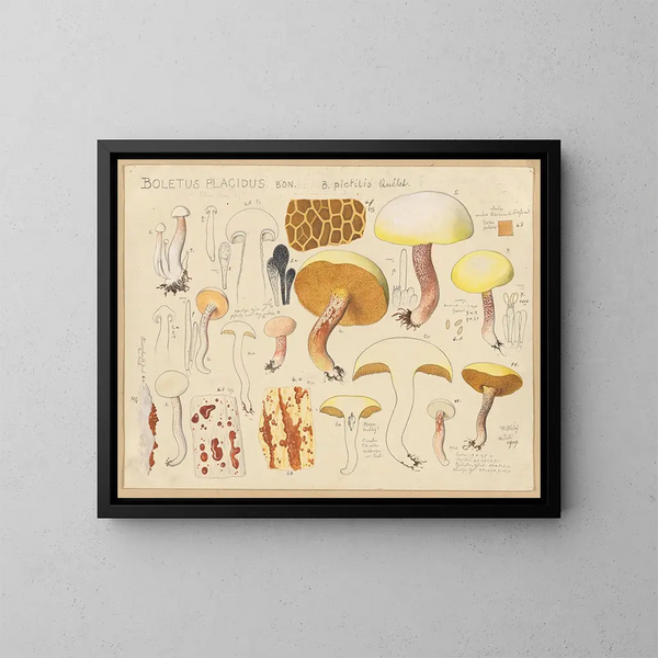 Boletus placidus - Hans Baldung — gerahmtes Bild an der Wand
