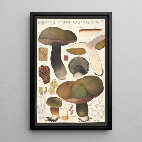 Boletus porphyrosporus Fr - Hans Baldung — gerahmtes Bild an der Wand