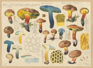 Boletus pulverulentus Opatowski radikans - Hans Baldung — Ansicht des Kunstwerks