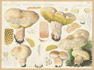 Boletus réticulé - Hans Baldung — Ansicht des Kunstwerks