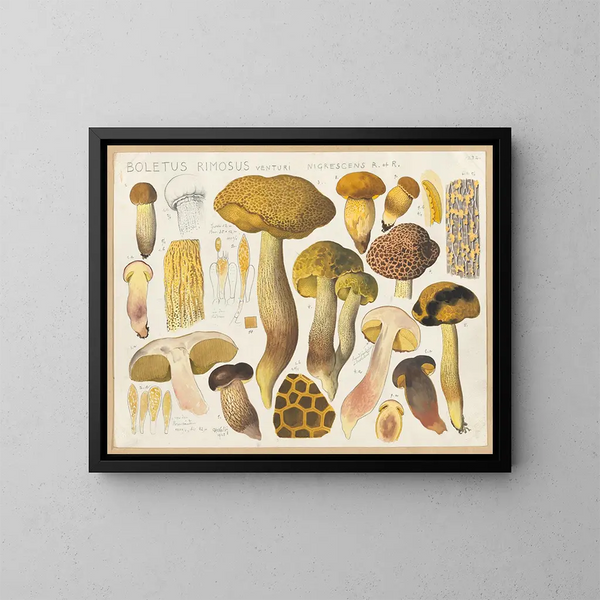 Bolet rimosus Venturi nigrescens R et R - Hans Baldung — gerahmtes Bild an der Wand