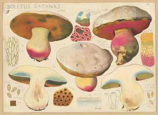 Hans Walty - Boletus satanas Lenz 2.webp
