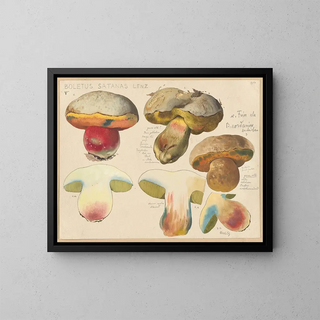 Boletus satanas - Hans Baldung — gerahmtes Bild an der Wand