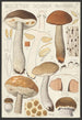 Boletus scaber Bulliard - Hans Baldung — Ansicht des Kunstwerks