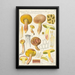 Boletus subtomentosus L Subsp eriophorus Rostkowius - Hans Baldung — gerahmtes Bild an der Wand