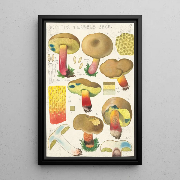 Boletus terreus Secr - Hans Baldung — gerahmtes Bild an der Wand
