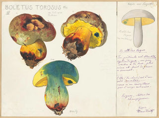 Boletus torosus - Hans Baldung — Ansicht des Kunstwerks