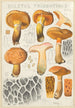 Boletus tridentinus - Hans Baldung — Ansicht des Kunstwerks