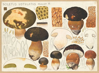 Boletus ustulatus - Hans Baldung — Ansicht des Kunstwerks