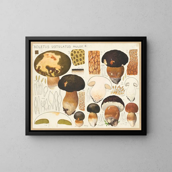 Boletus ustulatus - Hans Baldung — gerahmtes Bild an der Wand