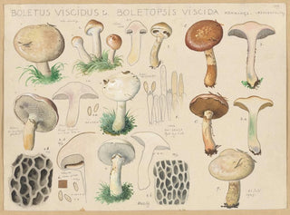 Boletus viscidus - Hans Baldung — Ansicht des Kunstwerks