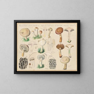 Boletus viscidus - Hans Baldung — gerahmtes Bild an der Wand