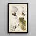 Calvatia caelata - Hans Baldung — gerahmtes Bild an der Wand