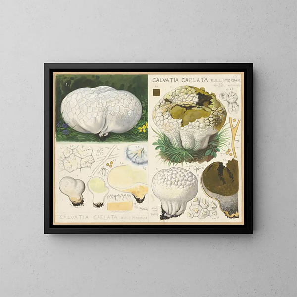 Calvatia caelata - Hans Baldung — gerahmtes Bild an der Wand
