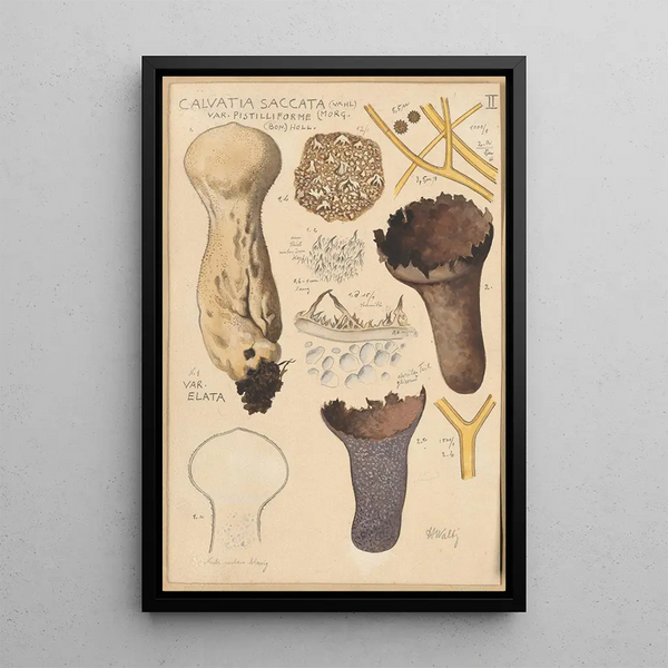 Calvatia saccata - Hans Baldung — gerahmtes Bild an der Wand