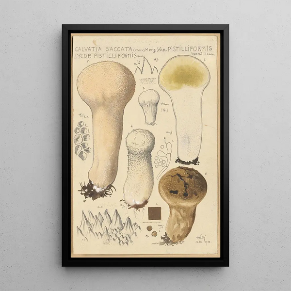 Calvatia saccata var Pistilliformis - Hans Baldung — gerahmtes Bild an der Wand