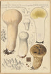Calvatia saccata var Pistilliformis - Hans Baldung — Ansicht des Kunstwerks
