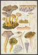 Cantharellus infundibuliformis Scop - Hans Baldung — Ansicht des Kunstwerks