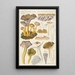 Cantharellus infundibuliformis Scop - Hans Baldung — gerahmtes Bild an der Wand