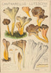 Cantharellus lutescens - Hans Baldung — Ansicht des Kunstwerks