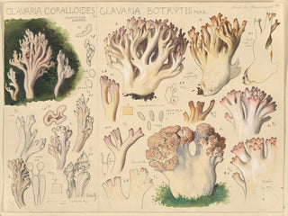 Clavaria coralloides und Clavaria botrytes - Hans Baldung — Ansicht des Kunstwerks