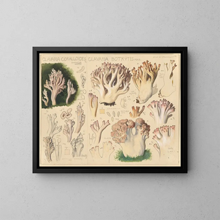 Clavaria coralloides und Clavaria botrytes - Hans Baldung — gerahmtes Bild an der Wand