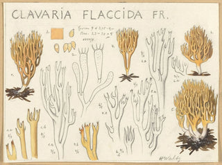 Clavaria flaccida - Hans Baldung — Ansicht des Kunstwerks