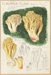 Clavaria flava - Hans Baldung — Ansicht des Kunstwerks