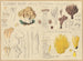 Clavaria jaune, Thélephore coralloïde, Clavaria fusiforme - Hans Baldung — Ansicht des Kunstwerks
